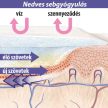 Lansinoh Organikus bimbóvédő balzsam 60ml
